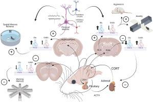 The emerging role of rapid corticosteroid actions on excitatory and inhibitory synaptic signaling in the brain