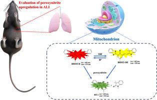 A mitochondria-targeted fluorescent sensor for imaging endogenous peroxynitrite changes in acute lung injury