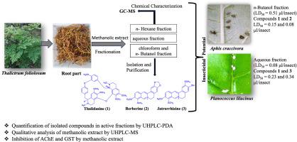 Thalictrum foliolosum DC against aphid, Aphis craccivora Koch and mealybug, Planococcus lilacinus Cockerell: A potential bioinsecticide