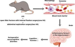 Macrophage-derived exosomes exacerbate postoperative cognitive dysfunction in mice through inflammation