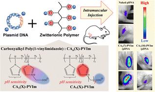 Diffusive delivery of plasmid DNA using zwitterionic carboxyalkyl poly(1-vinylimidazole) into skeletal muscle in vivo†