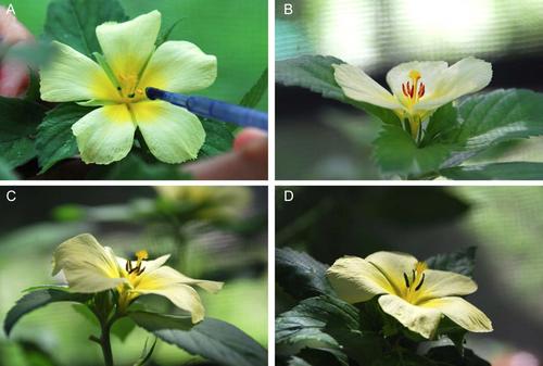 Effects of anther-stigma position on cross-pollination efficiency in a hermaphroditic plant