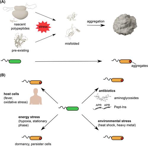 When the going gets tough, the tough get going—Novel bacterial AAA+ disaggregases provide extreme heat resistance