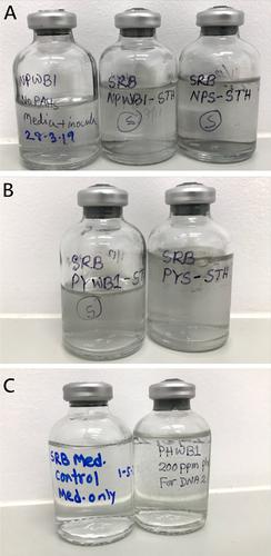 Enrichment of Polycyclic Aromatic Hydrocarbon (PAH)–Degrading Strictly Anaerobic Sulfate-Reducing Cultures from Contaminated Soil and Sediment