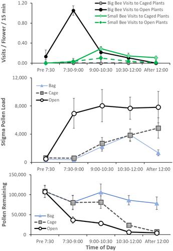 The timing of visits by large and small bees differentially affects pollination success in Mimulus ringens