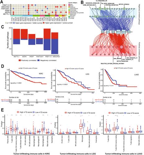 Pan-Cancer Analysis Links Altered RNA m7G Methyltransferase Expression to Oncogenic Pathways, Immune Cell Infiltrations and Overall Survival