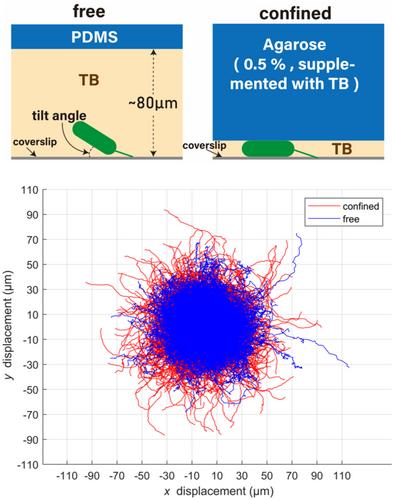 Vertical confinement enhances surface exploration in bacterial twitching motility