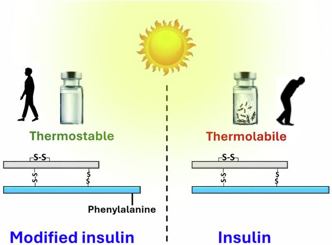 Synthesis of a highly thermostable insulin by phenylalanine conjugation at B29 Lysine