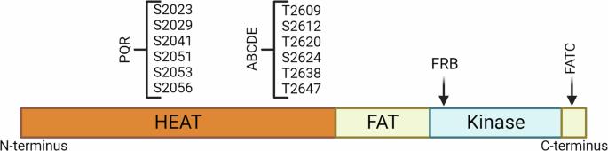 Secrets of DNA-PKcs beyond DNA repair