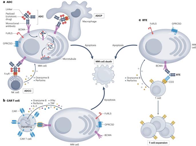 Just scratching the surface: novel treatment approaches for multiple myeloma targeting cell membrane proteins