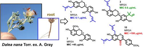 Antimicrobial isoflavans and other metabolites of Dalea nana