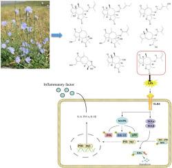 Guaianolide sesquiterpene lactones from Cichorium glandulosum and their anti-neuroinflammation activities