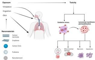 Unravelling the toxicity of carbon nanomaterials – From cellular interactions to mechanistic understanding