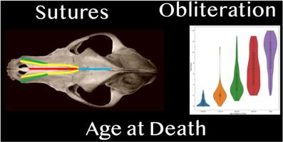 Cranial suture obliteration patterns as an ageing method for dog crania