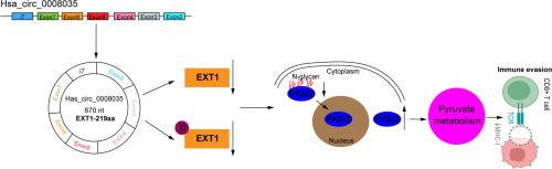 Hsa_Circ_0008035 drives immune evasion of gastric cancer via promoting EXT1-mediated nuclear translocation of PKM2