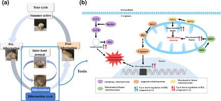 High levels of mitochondrial dynamics, autophagy, and apoptosis contribute to stable testicular status in hibernating Daurian ground squirrels