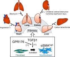 GPR176 promotes fibroblast-to-myofibroblast transition in organ fibrosis progression