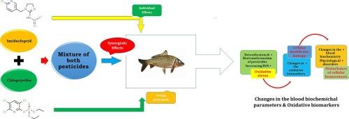 The toxicity effects of imidacloprid and chlorpyrifos on oxidative stress and blood biochemistry in Cyprinus carpio