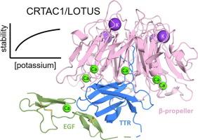 CRTAC1 has a Compact β-propeller–TTR Core Stabilized by Potassium Ions