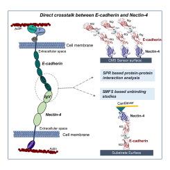 Molecular Crosstalk Between Adherens Junction Proteins, E-cadherin and Nectin-4