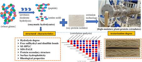 Study on the structural characteristics of wheat gluten enzymatic hydrolysates and their effect on the texturization degree of high-moisture plant-protein extrudates