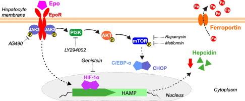 Erythropoietin enhances iron bioavailability in HepG2 cells by downregulating hepcidin through mTOR, C/EBPα and HIF-1α