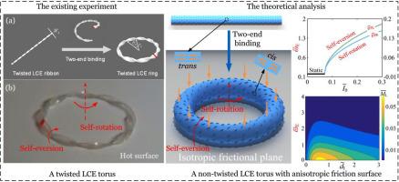 Self-rotation-eversion of an anisotropic-friction-surface torus