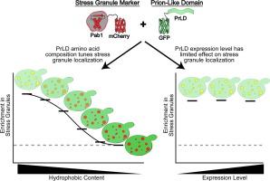 Rational Tuning of the Concentration-independent Enrichment of Prion-like Domains in Stress Granules