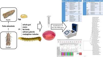 Bacterial communities of two populations of Tuta absoluta (Meyrick) (Lepidoptera: Gelechiidae)