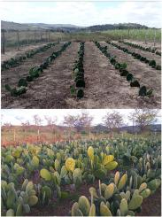 Selection of progenies of forage cacti (Opuntia undulata Griffiths) in the semiarid region of Brazil