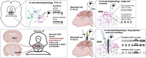 Arginine vasopressin activates serotonergic neurons in the dorsal raphe nucleus during neonatal development in vitro and in vivo