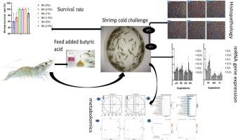 Comprehensive analysis of butyric acid impact on immunology, histopathology, gene expression, and metabolomic responses in pacific shrimp experiencing cold stress