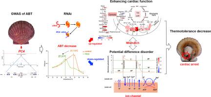 Transcriptomic analysis reveals PC4's participation in thermotolerance of scallop Argopecten irradians irradians by regulating myocardial bioelectric activity