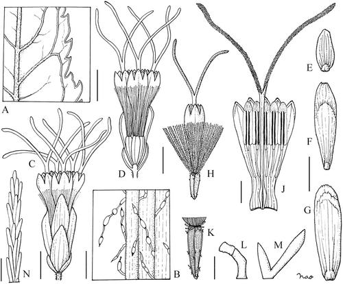 1096. Eupatorium japonicum Thunb.: Compositae