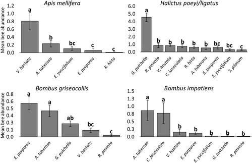 Assessing the attractiveness of native wildflower species to bees (Hymenoptera: Anthophila) in the southeastern United States