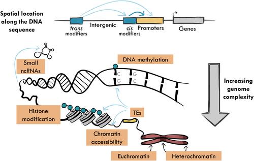 The evolutionary consequences of interactions between the epigenome, the genome and the environment