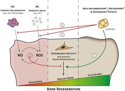 Europium–tannic acid nanocomplexes devised for bone regeneration under oxidative or inflammatory environments†