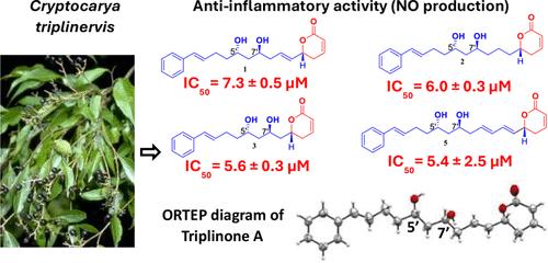 Triplinones A–H: Anti-Inflammatory Arylalkenyl α,β-Unsaturated-δ-Lactones Isolated from the Leaves of Australian Rainforest Plant Cryptocarya triplinervis (Lauraceae)