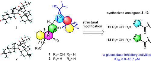 Isoxerophilusins A and B, Two Novel Polycyclic Asymmetric Diterpene Dimers from Isodon xerophilus: Structural Elucidation, Modification, and Inhibitory Activities against α-Glucosidase