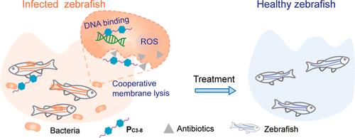 Broad-Spectrum Antimicrobial Polymer with Dual Bactericidal Mechanisms Enhances Antibiotic Activity in the Treatment of Fish Infections