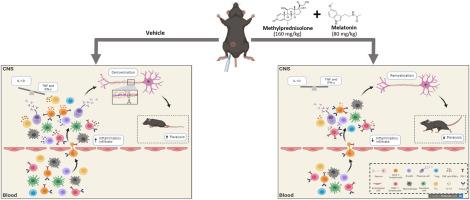 Melatonin synergistically potentiates the effect of methylprednisolone on reducing neuroinflammation in the experimental autoimmune encephalomyelitis mouse model of multiple sclerosis