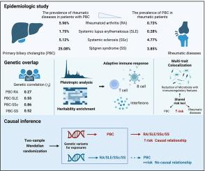 Epidemiologic and genetic associations between primary biliary cholangitis and extrahepatic rheumatic diseases