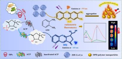 A novel fluorescent and photothermal probe based on nanozyme-mediated cascade reaction for detecting organophosphorus pesticide residues