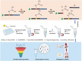 Screening and identification of peptidyl arginine deiminase 4 inhibitors from herbal plants extracts and purified natural products by a trypsin assisted sensitive immunoassay based on streptavidin magnetic beads