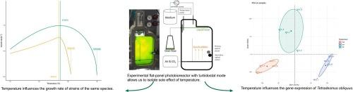 Thermal responses of Tetradesmus obliquus for industrial outdoor cultivation