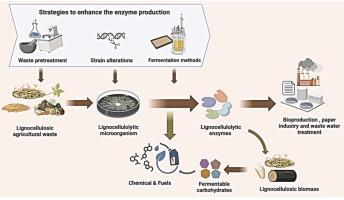 Harnessing agricultural waste: A sustainable approach to lignocellulolytic enzymes production