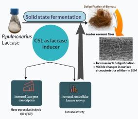 Assessing the impact of corn steep liquor as an inducer on enhancing laccase production and laccase gene (Lac1) transcription in Pleurotus pulmonarius during solid-state fermentation