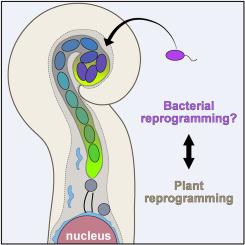 Cellular insights into legume root infection by rhizobia