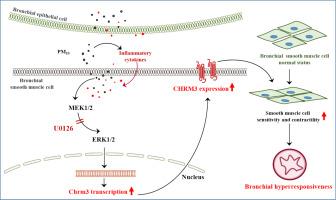 PM10 exposure induces bronchial hyperresponsiveness by upreguating acetylcholine muscarinic 3 receptor