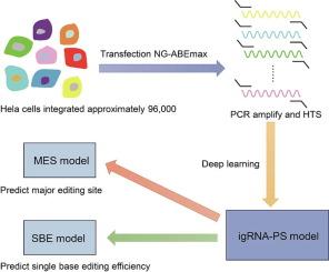 igRNA Prediction and Selection AI Models (igRNA-PS) for Bystander-less ABE Base Editing